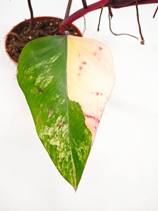 Philodendron Strawberry Shake Variegata - Imagen 3