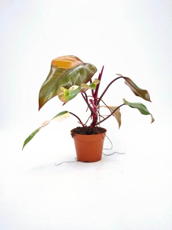 Philodendron Strawberry Shake Variegata - Imagen 4