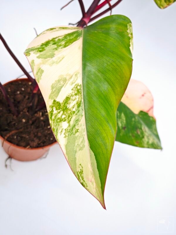 Philodendron Strawberry Shake Variegata