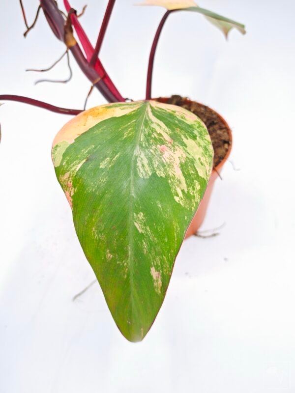 Philodendron Strawberry Shake Variegata - Imagen 7