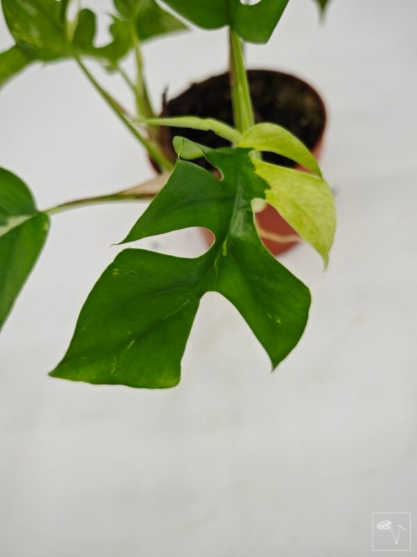 Rhaphidophora Tetrasperma Variegata 4 - Imagen 2