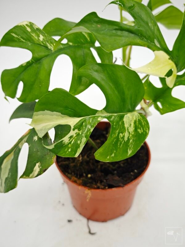 Rhaphidophora Tetrasperma Variegata 4
