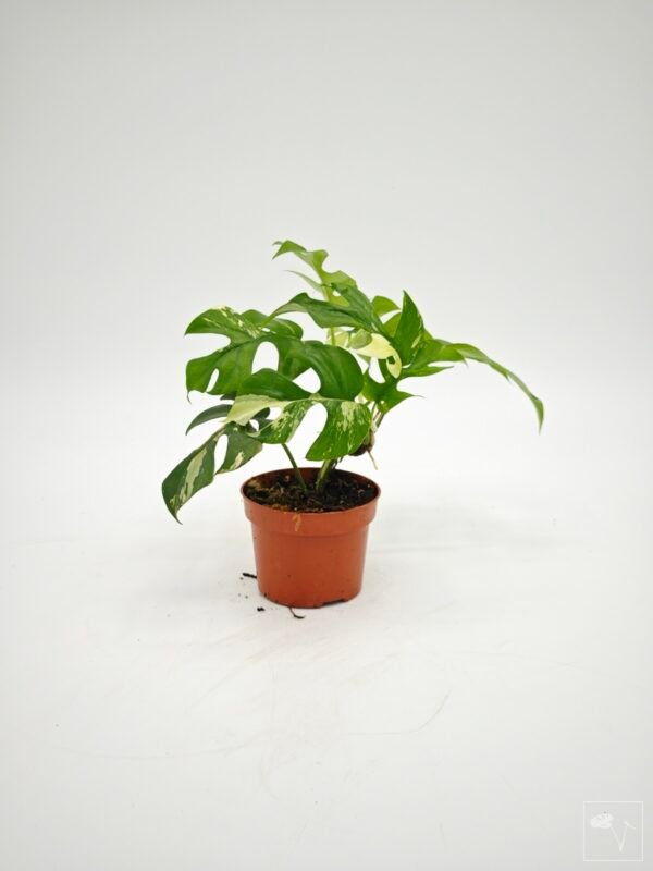 Rhaphidophora Tetrasperma Variegata 4 - Imagen 4