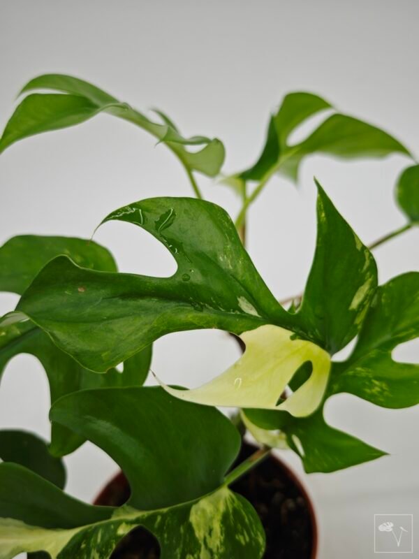 Rhaphidophora Tetrasperma Variegata 4 - Imagen 5