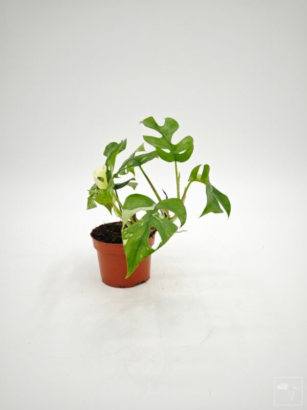 Rhaphidophora Tetrasperma Variegata 4 - Imagen 6