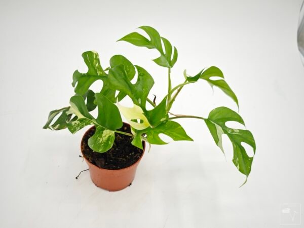 Rhaphidophora Tetrasperma Variegata 4 - Imagen 7