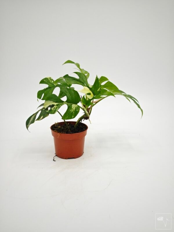 Rhaphidophora Tetrasperma Variegata 4 - Imagen 8