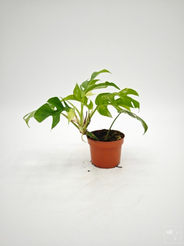 Rhaphidophora Tetrasperma Variegata 4 - Imagen 9
