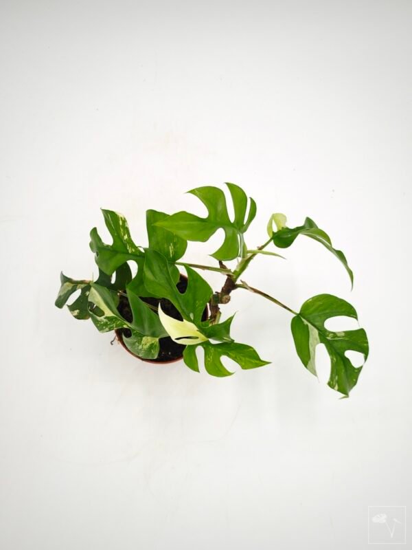Rhaphidophora Tetrasperma Variegata 4 - Imagen 10