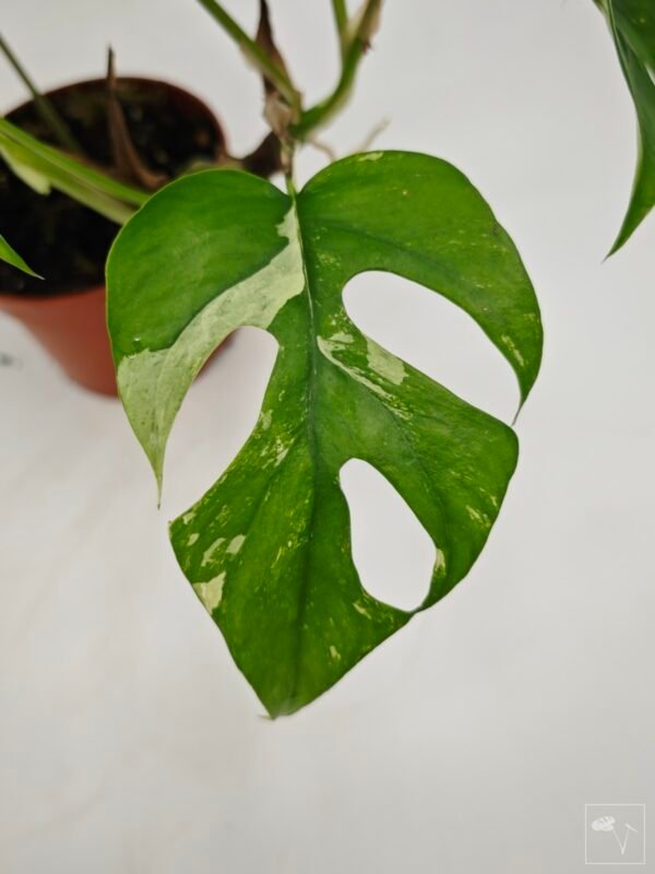Rhaphidophora Tetrasperma Variegata 4 - Imagen 11