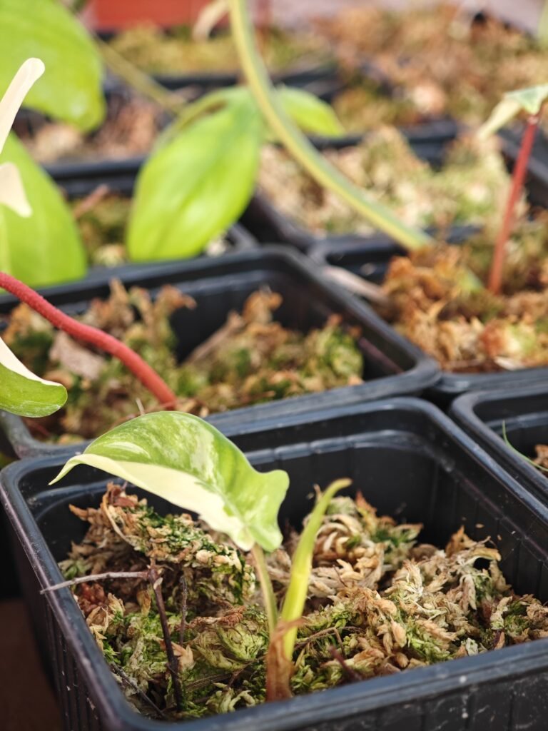 Cómo Hacer Esquejes de tu Planta Variegata y Consejos Claves