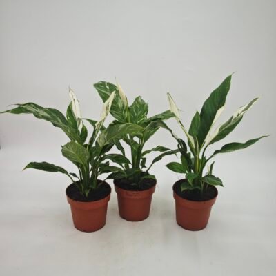 Spathiphyllum ‘Diamond’ Variegata (Lirio De La Paz Variegata)