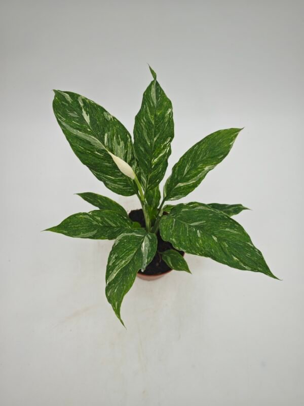 Spathiphyllum ‘Diamond’ Variegata (Lirio De La Paz Variegata) - Imagen 4