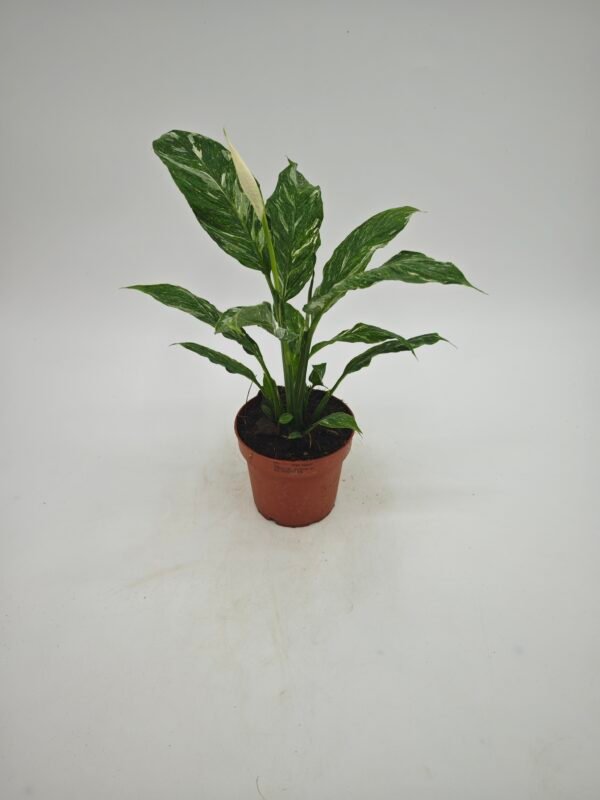 Spathiphyllum ‘Diamond’ Variegata (Lirio De La Paz Variegata) - Imagen 5