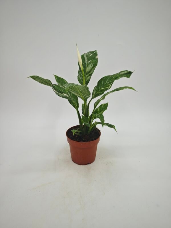 Spathiphyllum ‘Diamond’ Variegata (Lirio De La Paz Variegata) - Imagen 6