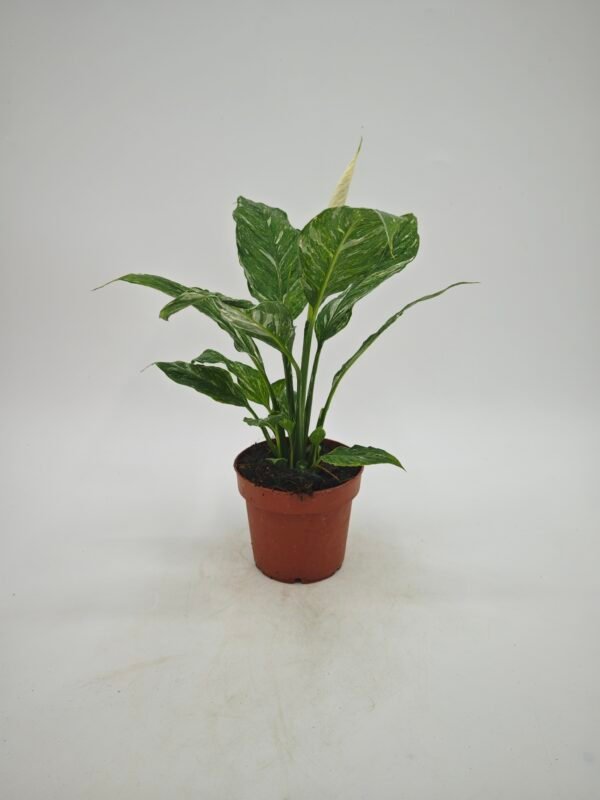 Spathiphyllum ‘Diamond’ Variegata (Lirio De La Paz Variegata) - Imagen 2