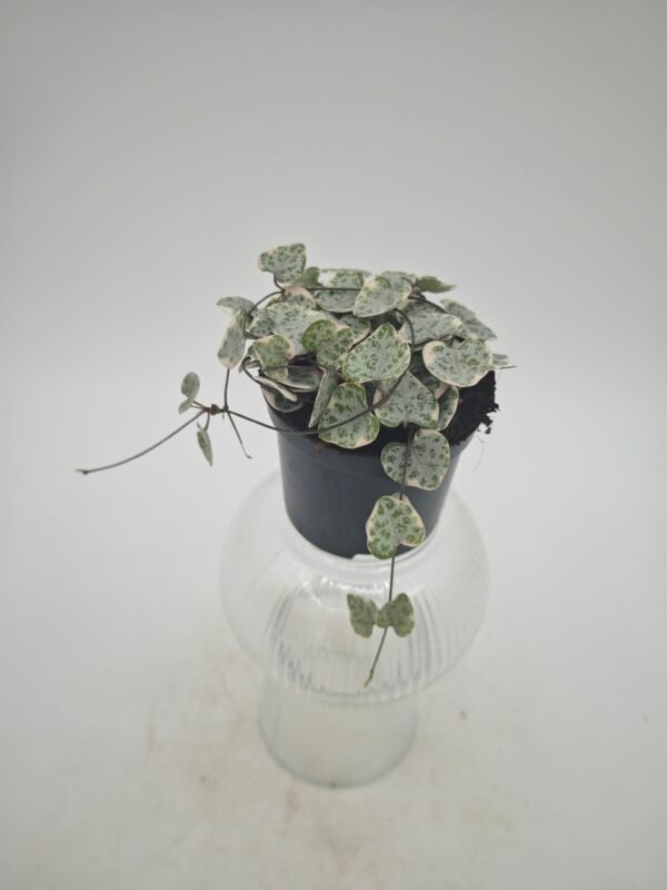 Ceropegia Woodii Variegata - Imagen 5