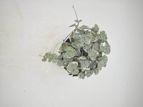 Ceropegia Woodii Variegata - Imagen 6