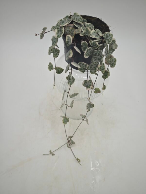 Ceropegia Woodii Variegata - Imagen 7