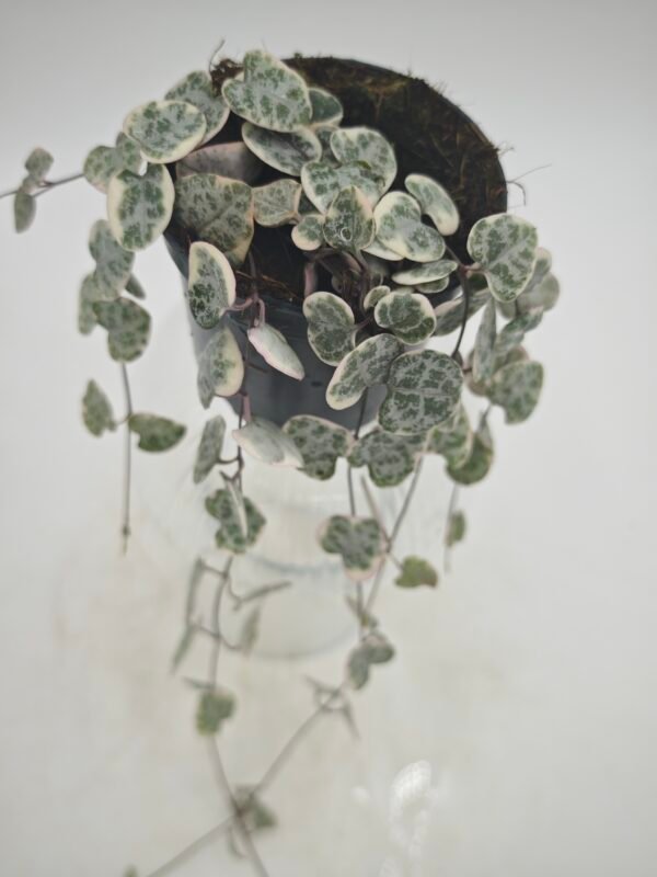 Ceropegia Woodii Variegata - Imagen 8