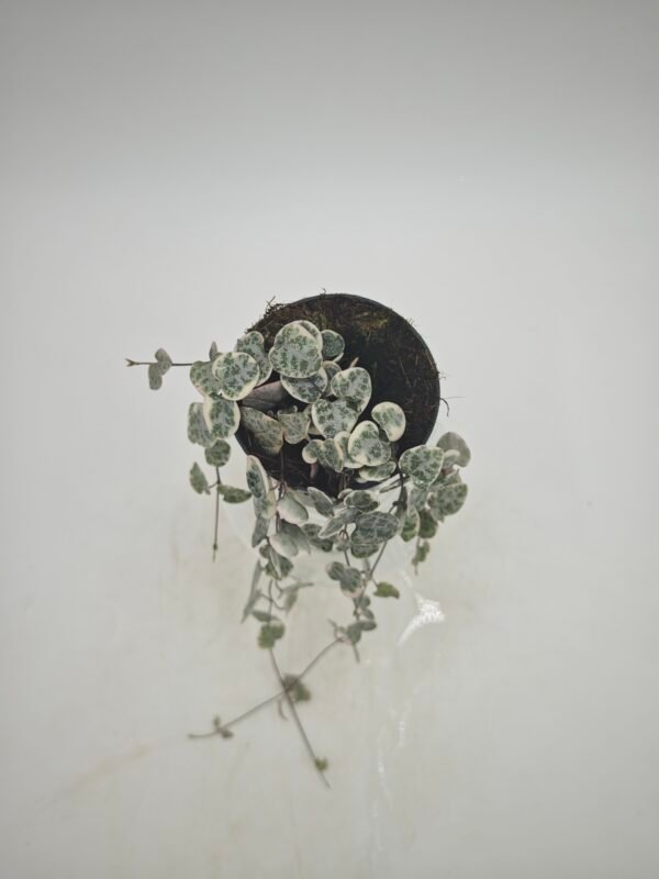 Ceropegia Woodii Variegata - Imagen 9