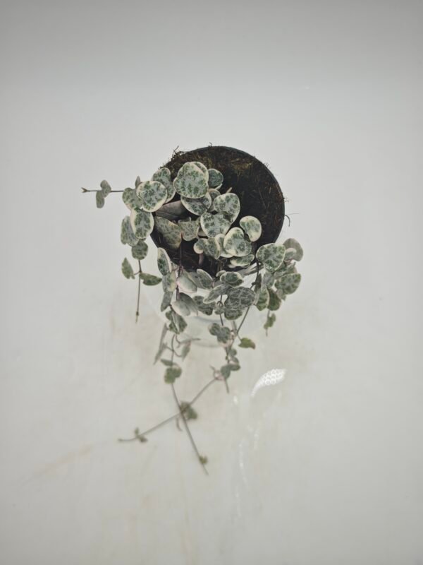 Ceropegia Woodii Variegata - Imagen 10