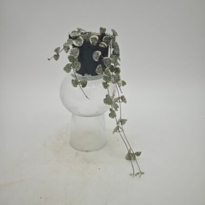 Ceropegia Woodii Variegata