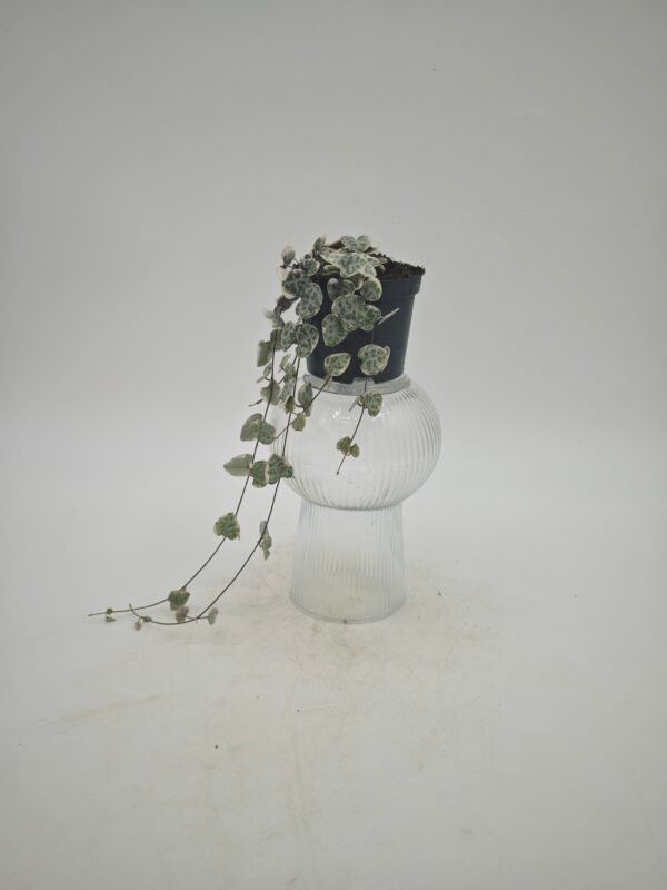 Ceropegia Woodii Variegata - Imagen 3