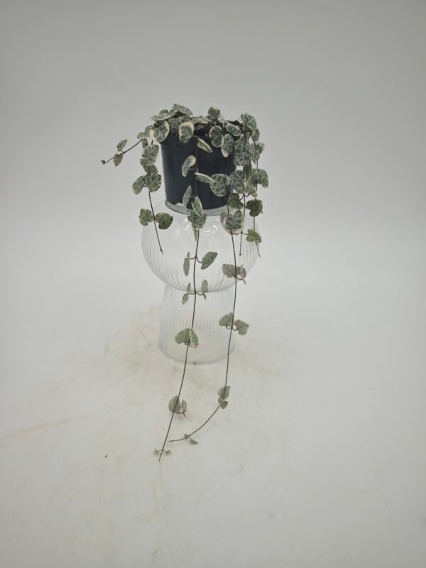 Ceropegia Woodii Variegata - Imagen 4