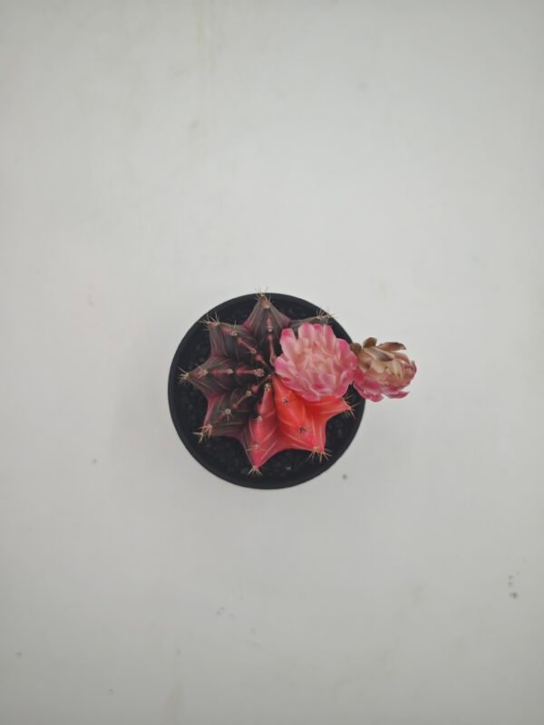 Gymnocalycium Japan Variegata - Imagen 7