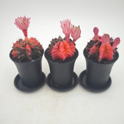 Gymnocalycium Japan Variegata