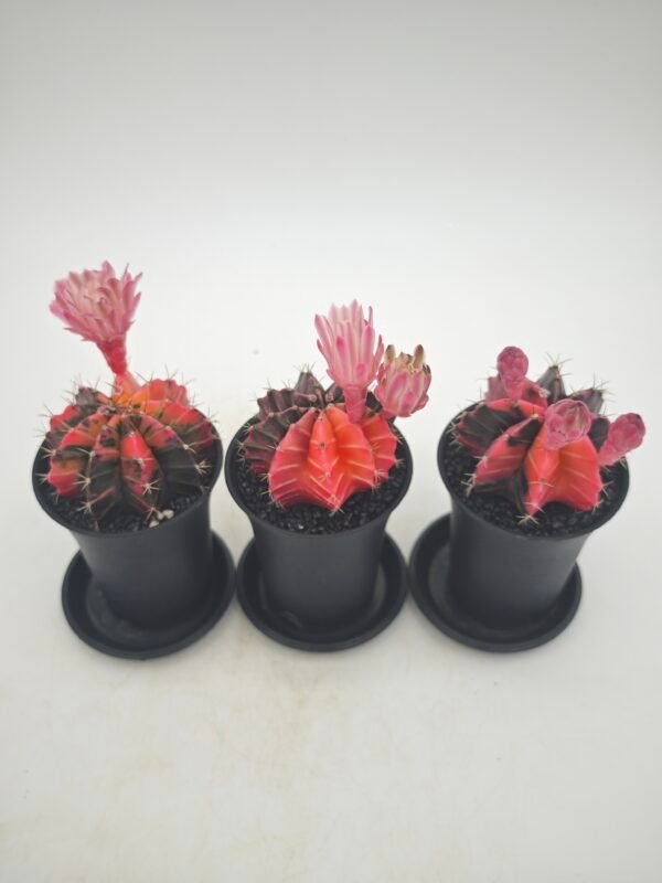 Gymnocalycium Japan Variegata - Imagen 3