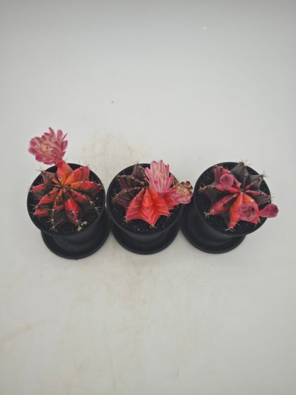 Gymnocalycium Japan Variegata - Imagen 4