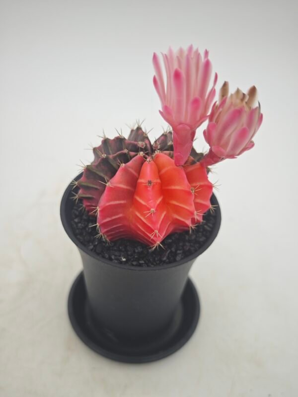 Gymnocalycium Japan Variegata - Imagen 5