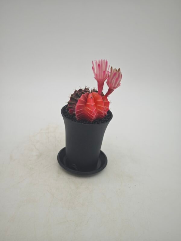 Gymnocalycium Japan Variegata - Imagen 6