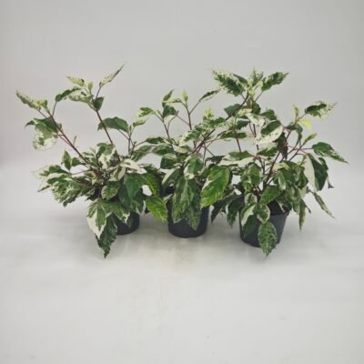Hibiscus Rosa-Sinensis Variegata