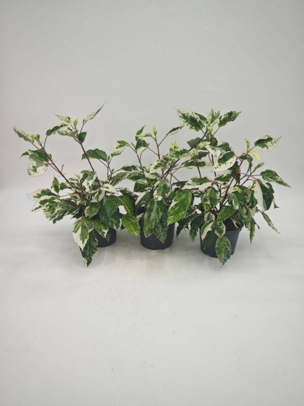 Hibiscus Rosa-Sinensis Variegata