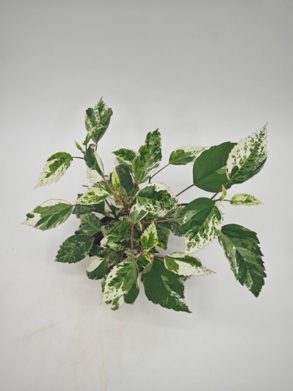 Hibiscus Rosa-Sinensis Variegata - Imagen 4