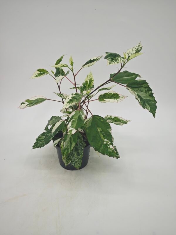 Hibiscus Rosa-Sinensis Variegata - Imagen 5
