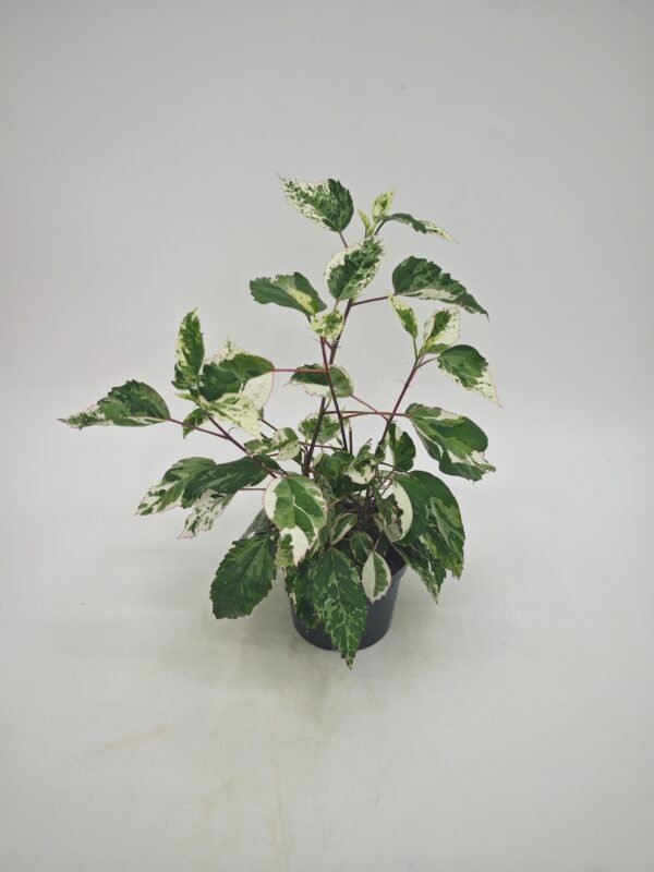 Hibiscus Rosa-Sinensis Variegata - Imagen 2