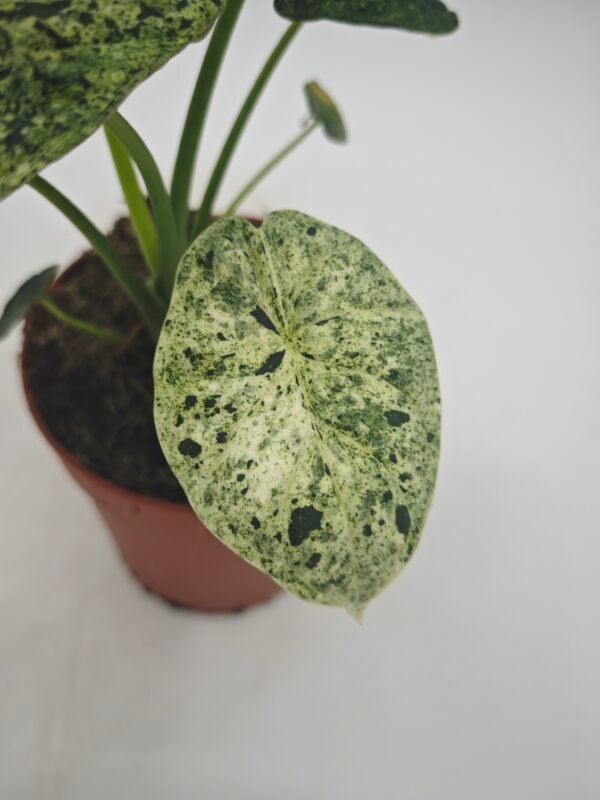 Alocasia Dragon Scale Variegata - Imagen 6