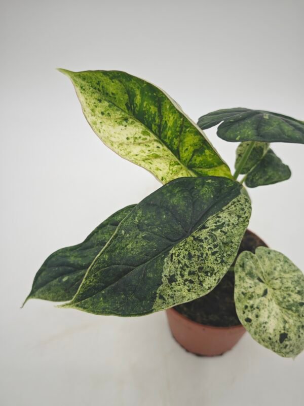 Alocasia Dragon Scale Variegata - Imagen 5