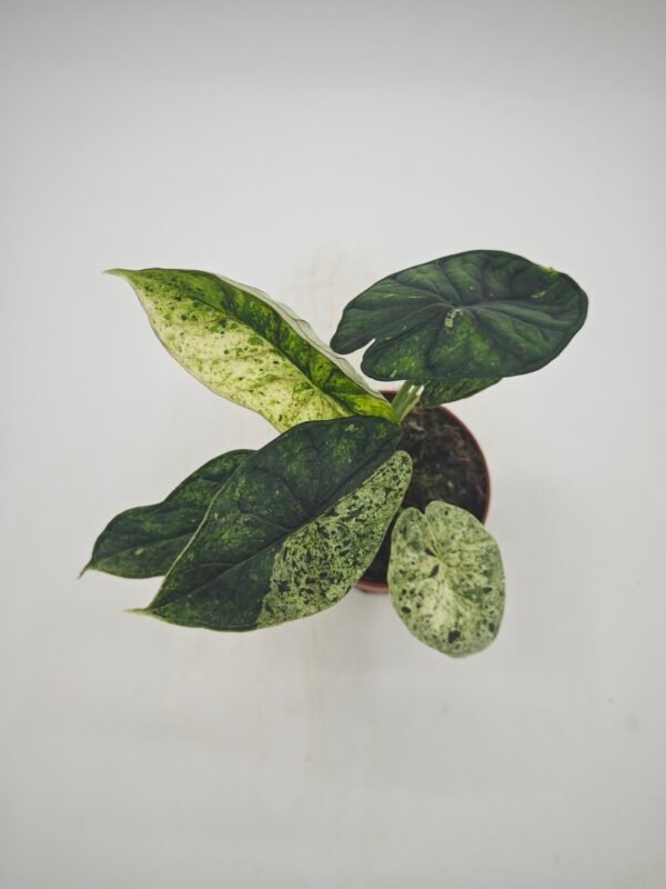 Alocasia Dragon Scale Variegata - Imagen 4