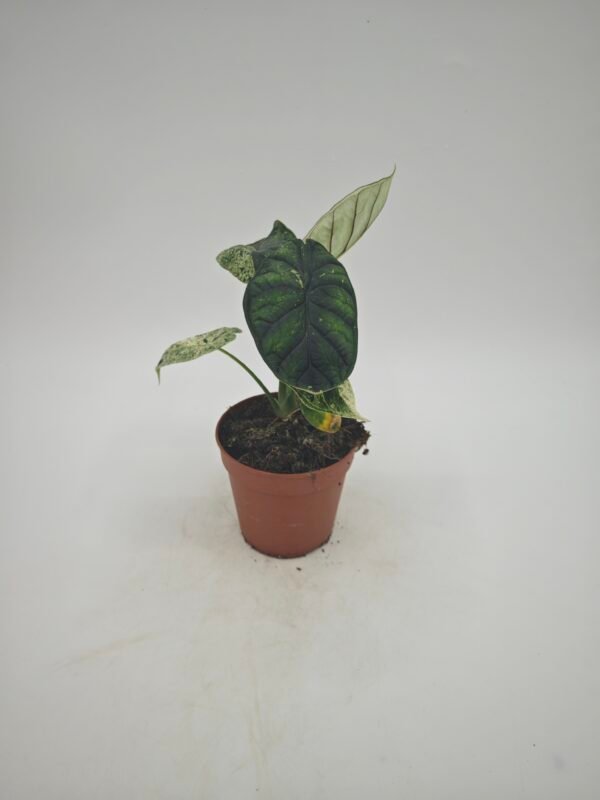 Alocasia Dragon Scale Variegata - Imagen 3