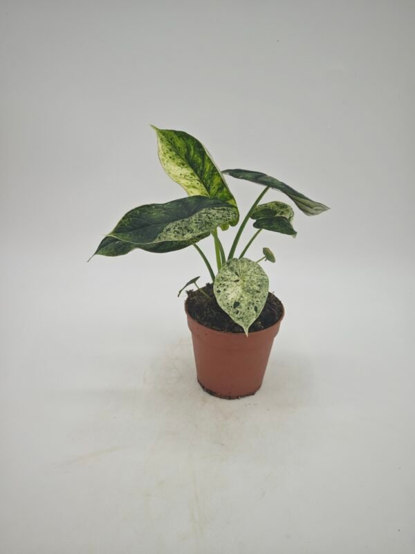 Alocasia Dragon Scale Variegata