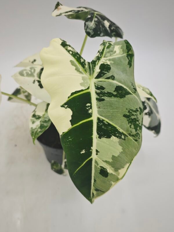 Alocasia Frydek Variegata - Imagen 8