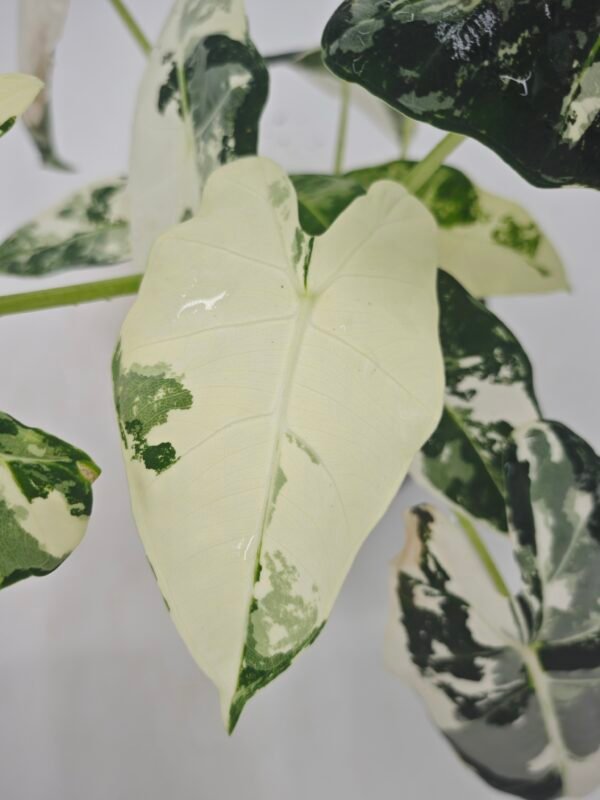 Alocasia Frydek Variegata - Imagen 7