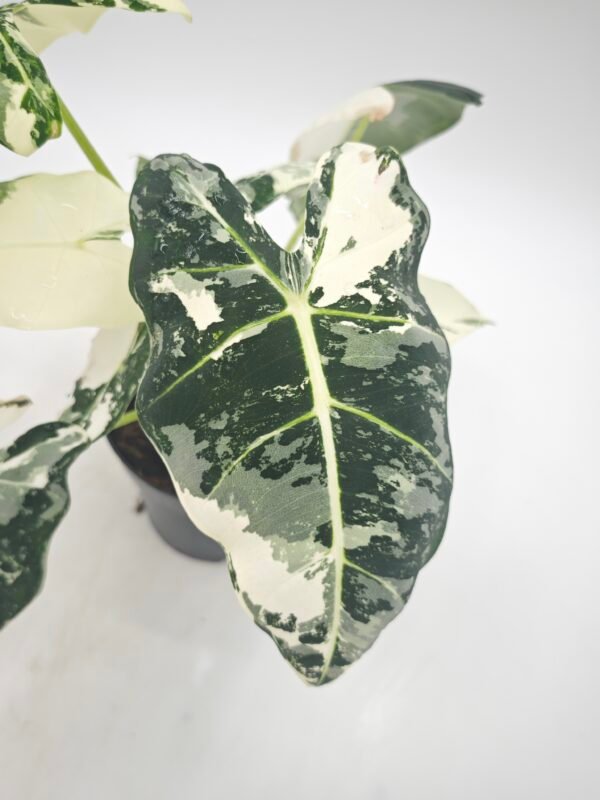 Alocasia Frydek Variegata - Imagen 2