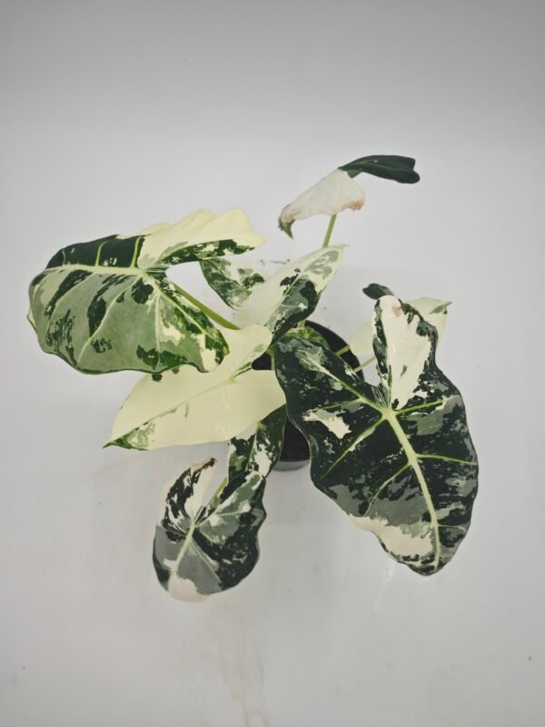 Alocasia Frydek Variegata - Imagen 3