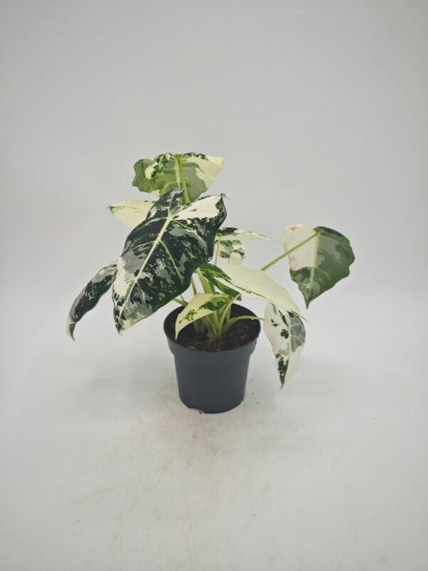 Alocasia Frydek Variegata - Imagen 4